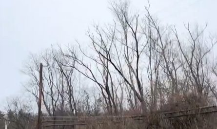 The sheer scale of this bird migration and the eerie sound they make.