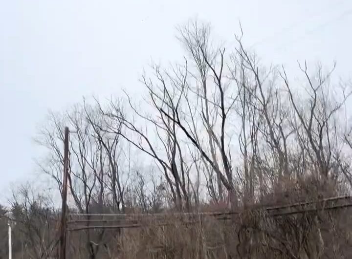 The sheer scale of this bird migration and the eerie sound they make.
