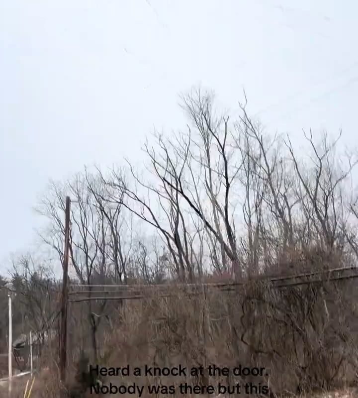 The sheer scale of this bird migration and the eerie sound they make.