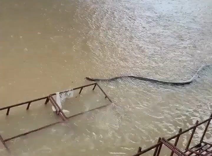 The size of this snake in Thailand flood