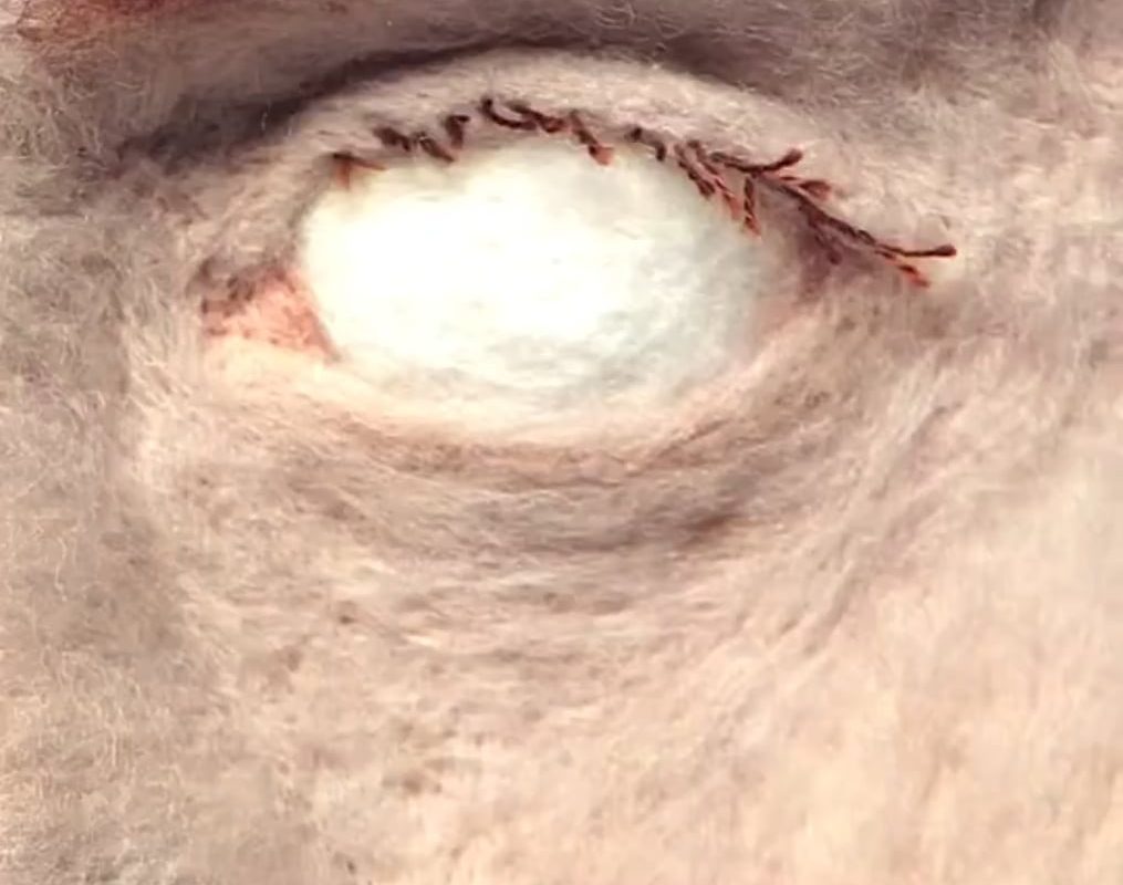 The stop motion felt art of Andrea Love