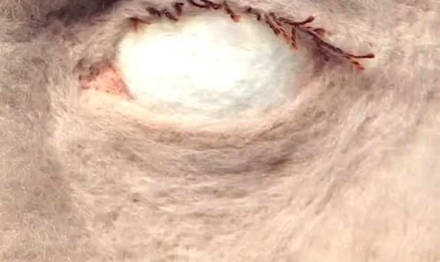 The stop motion felt art of Andrea Love