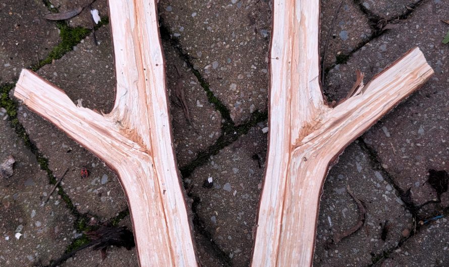 The way I split this piece of wood… I can double wield!