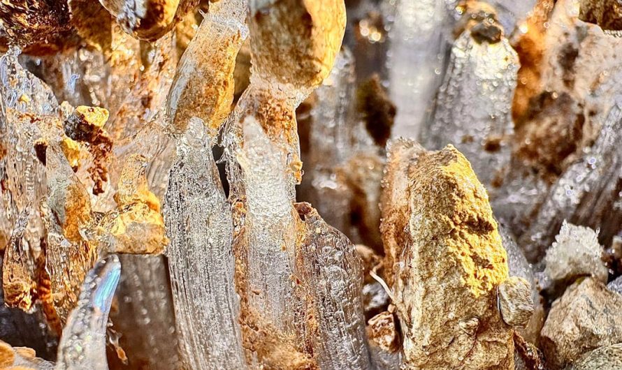 The way morning frost creates ice pillars that push the soil and stones up