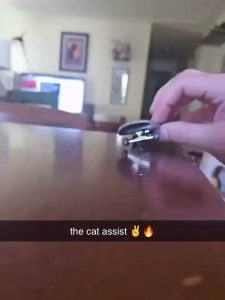 The way the cat helps finish the combo