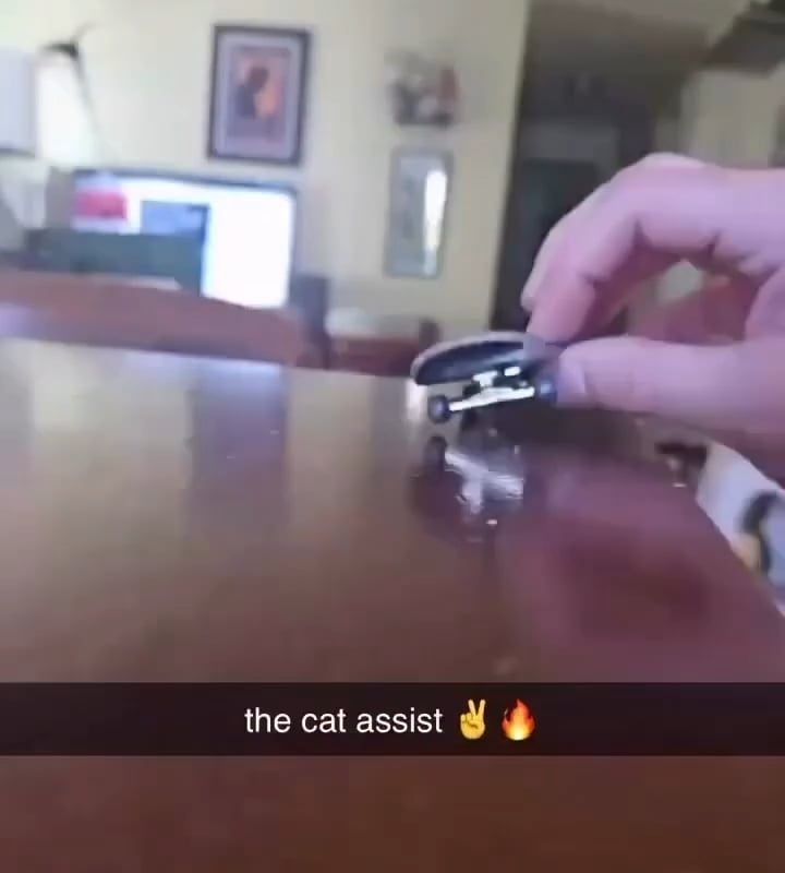 The way the cat helps finish the combo
