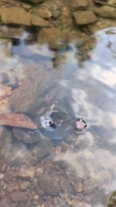 The way these flowers are perfectly caught in a tiny whirlpool