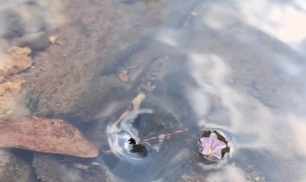 The way these flowers are perfectly caught in a tiny whirlpool