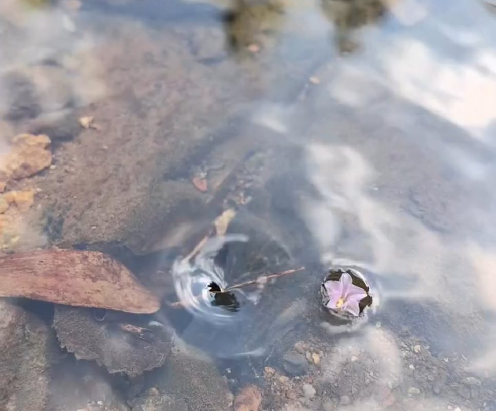 The way these flowers are perfectly caught in a tiny whirlpool