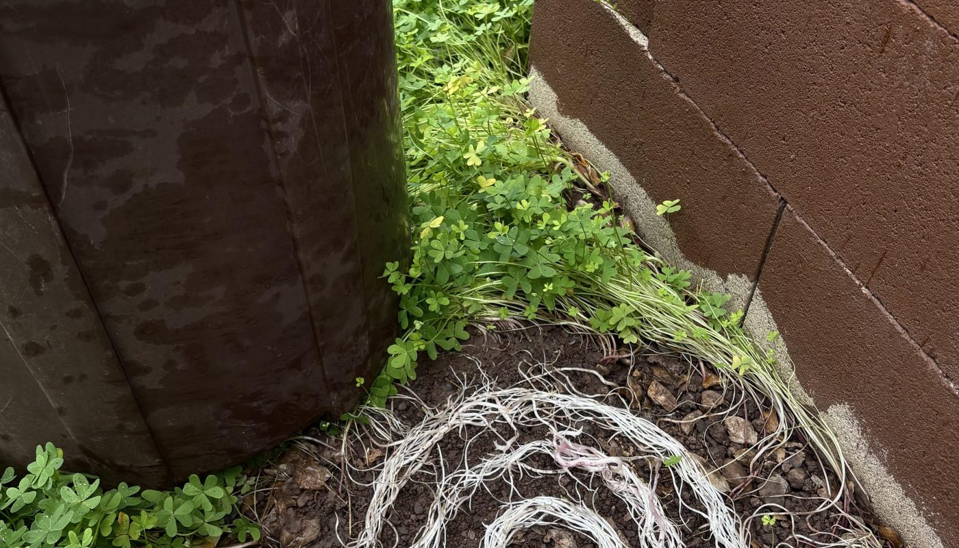 The way these grass roots grew in the grooves on the bottom of my trashcan