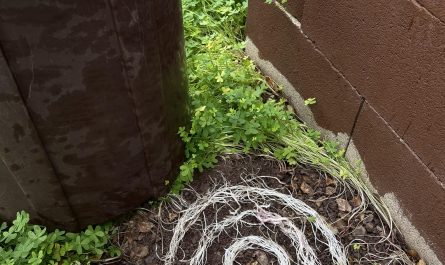 The way these grass roots grew in the grooves on the bottom of my trashcan