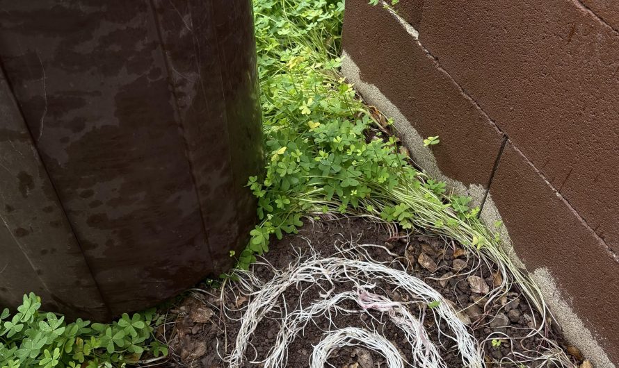 The way these grass roots grew in the grooves on the bottom of my trashcan