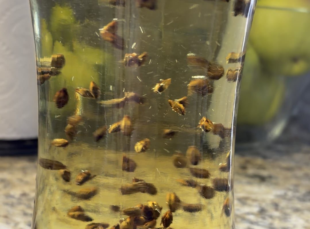 The way this barley tea swirls the kernels…