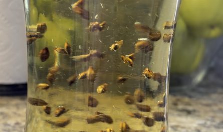 The way this barley tea swirls the kernels…