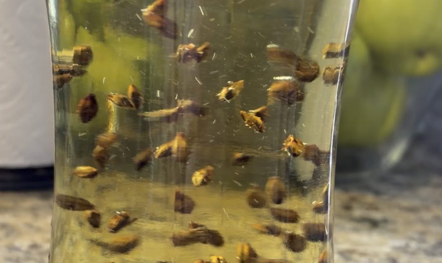 The way this barley tea swirls the kernels…