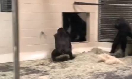 The way this gorilla slides up to the glass