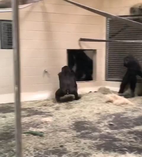 The way this gorilla slides up to the glass