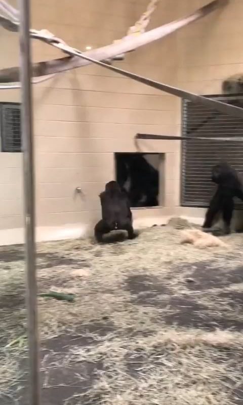 The way this gorilla slides up to the glass