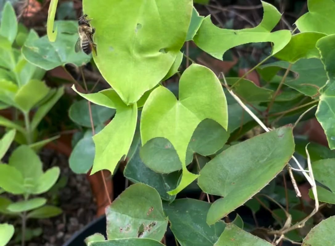 The way this leafcutter bee neatly cuts a leaf