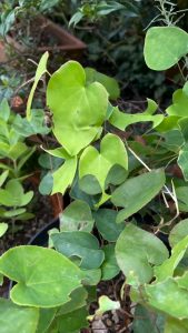 The way this leafcutter bee neatly cuts a leaf