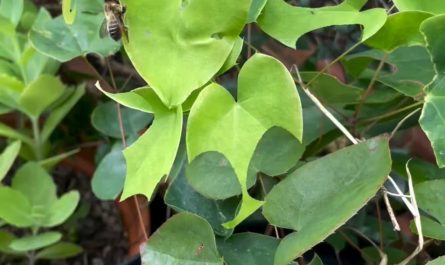The way this leafcutter bee neatly cuts a leaf
