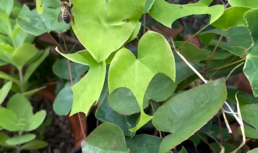 The way this leafcutter bee neatly cuts a leaf