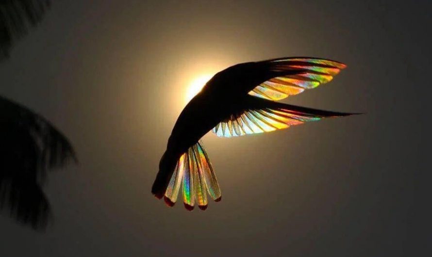 The wings of a hummingbird against the sun