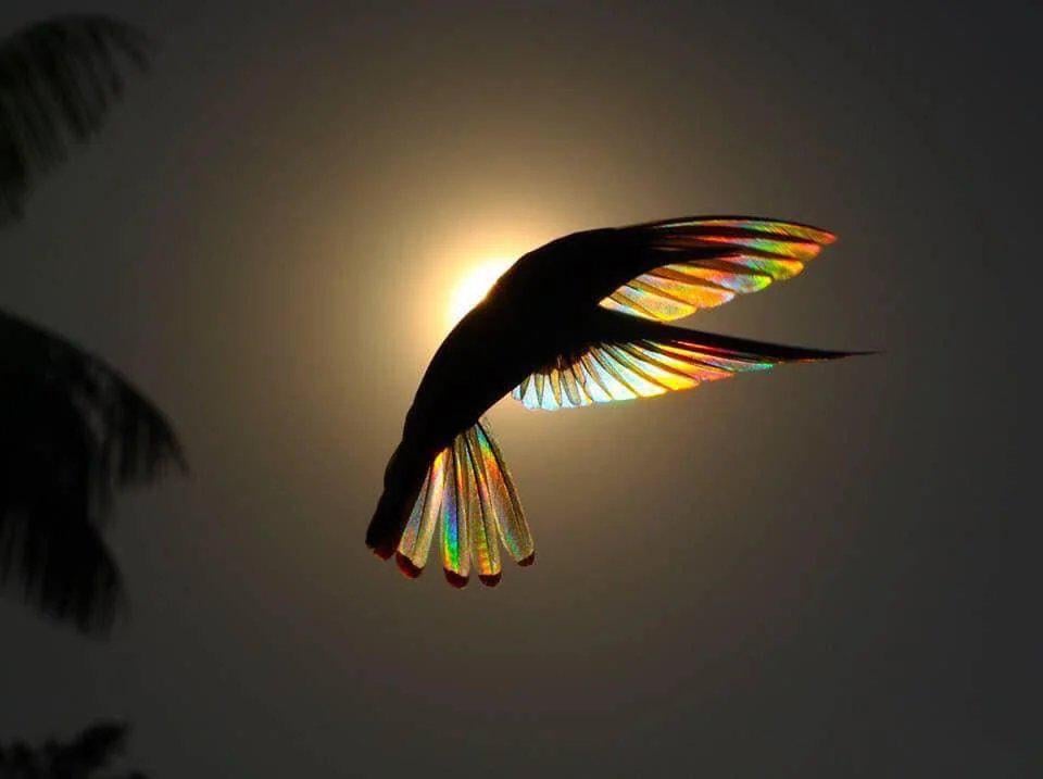 The wings of a hummingbird against the sun