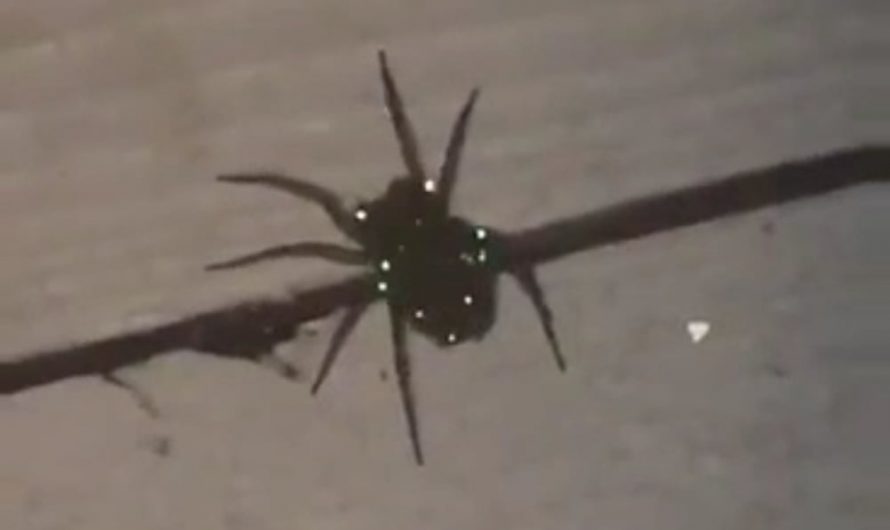 The wolf spider carries its babies on its back, those tiny reflections are the spiderlings eyes catching the light.