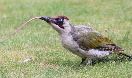 The woodpecker’s tongue can reach a length of up to about 15 centimetres, wraps around the skull to cushion the brain and is tipped with barbs and sticky saliva