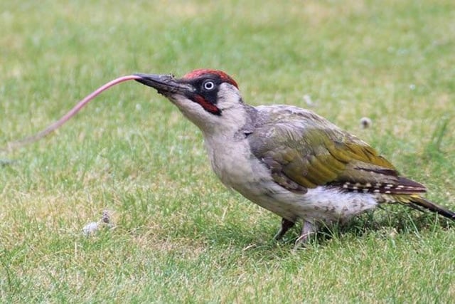 The woodpecker’s tongue can reach a length of up to about 15 centimetres, wraps around the skull to cushion the brain and is tipped with barbs and sticky saliva