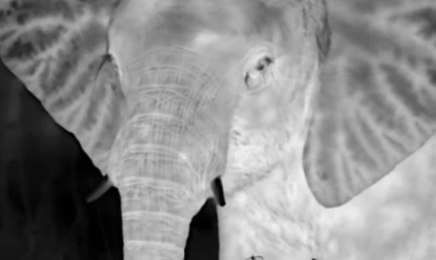 Thermal imaging reveals the dense vascularization of an African elephant’s ears
