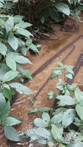 These ants using flowing water to BE the Bridge.