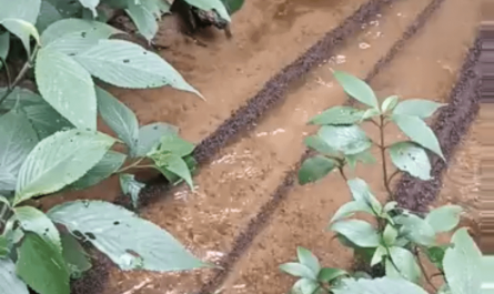 These ants using flowing water to BE the Bridge.