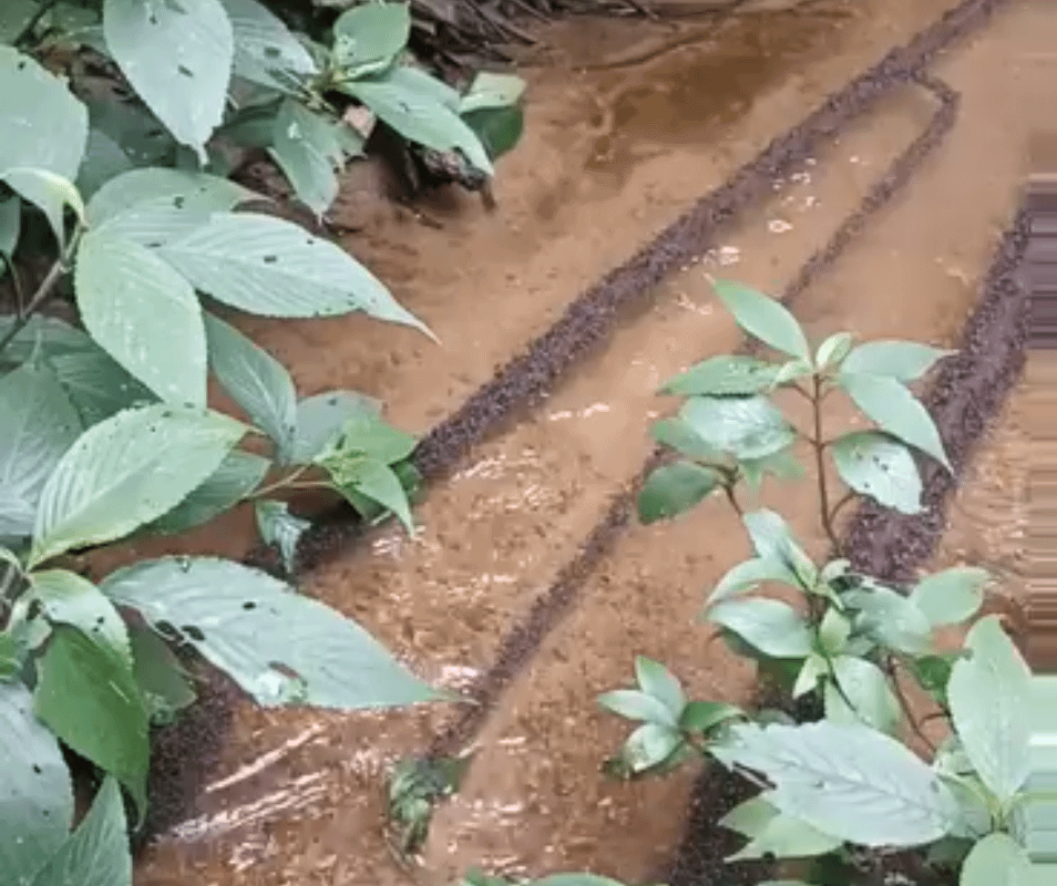 These ants using flowing water to BE the Bridge.