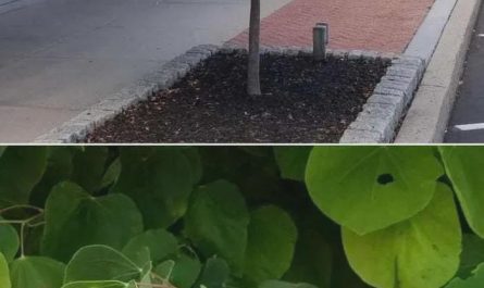 These leaves in this tree