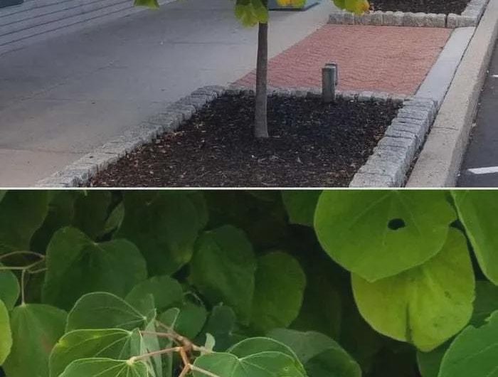 These leaves in this tree