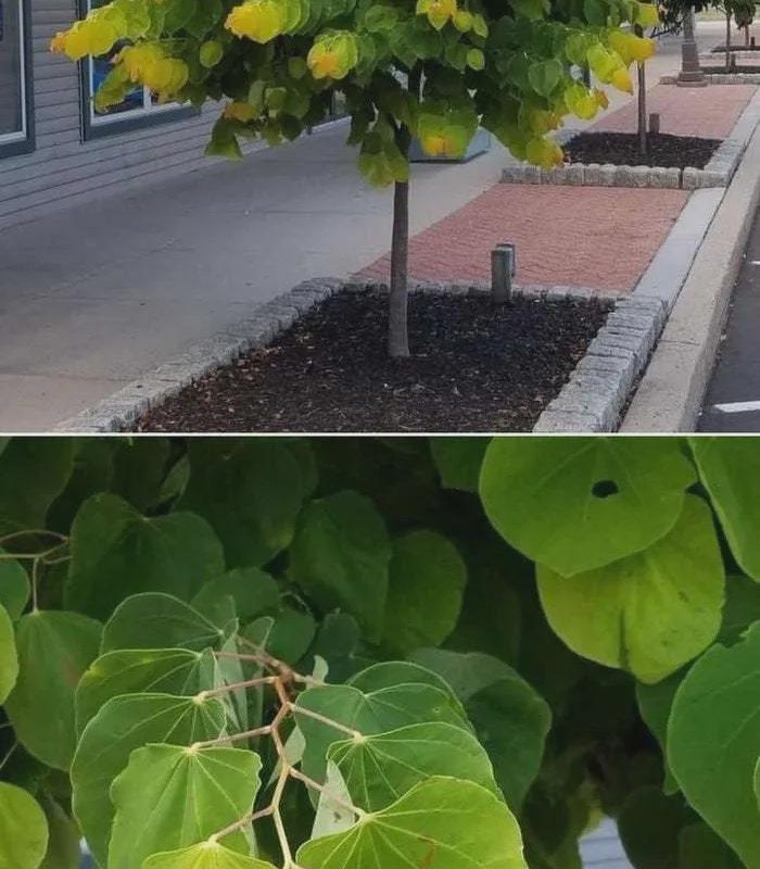 These leaves in this tree