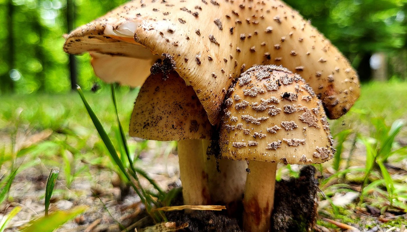 These mushrooms I found growing together