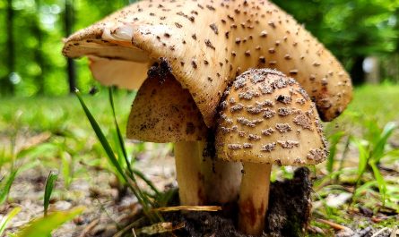 These mushrooms I found growing together