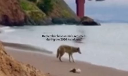 They probably thought they got their home back