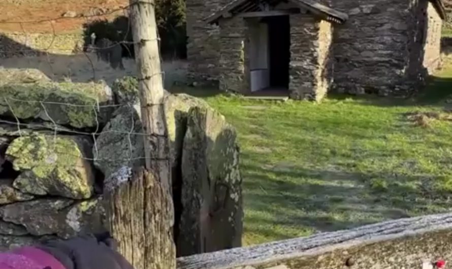 This 1300 year old Yew tree