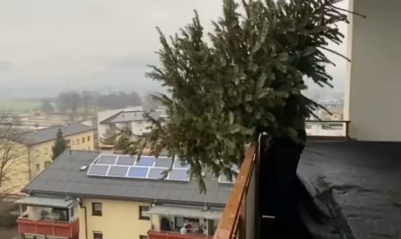 This Christmas tree landed perfectly upright