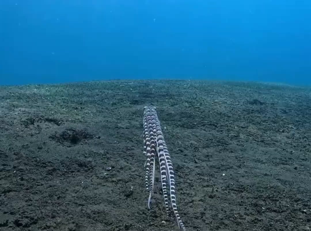 This Octopus as it swims away