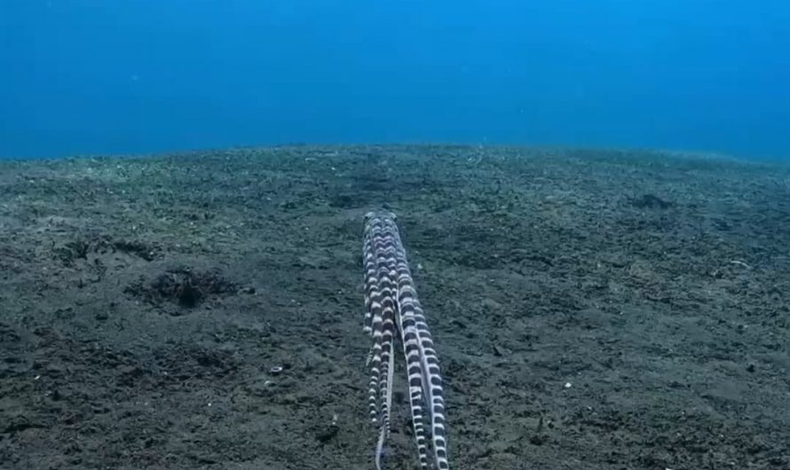 This Octopus as it swims away