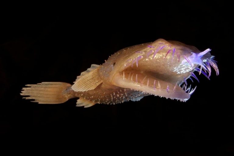 This anglerfish is so rare, that no photos of living animals are ever ...