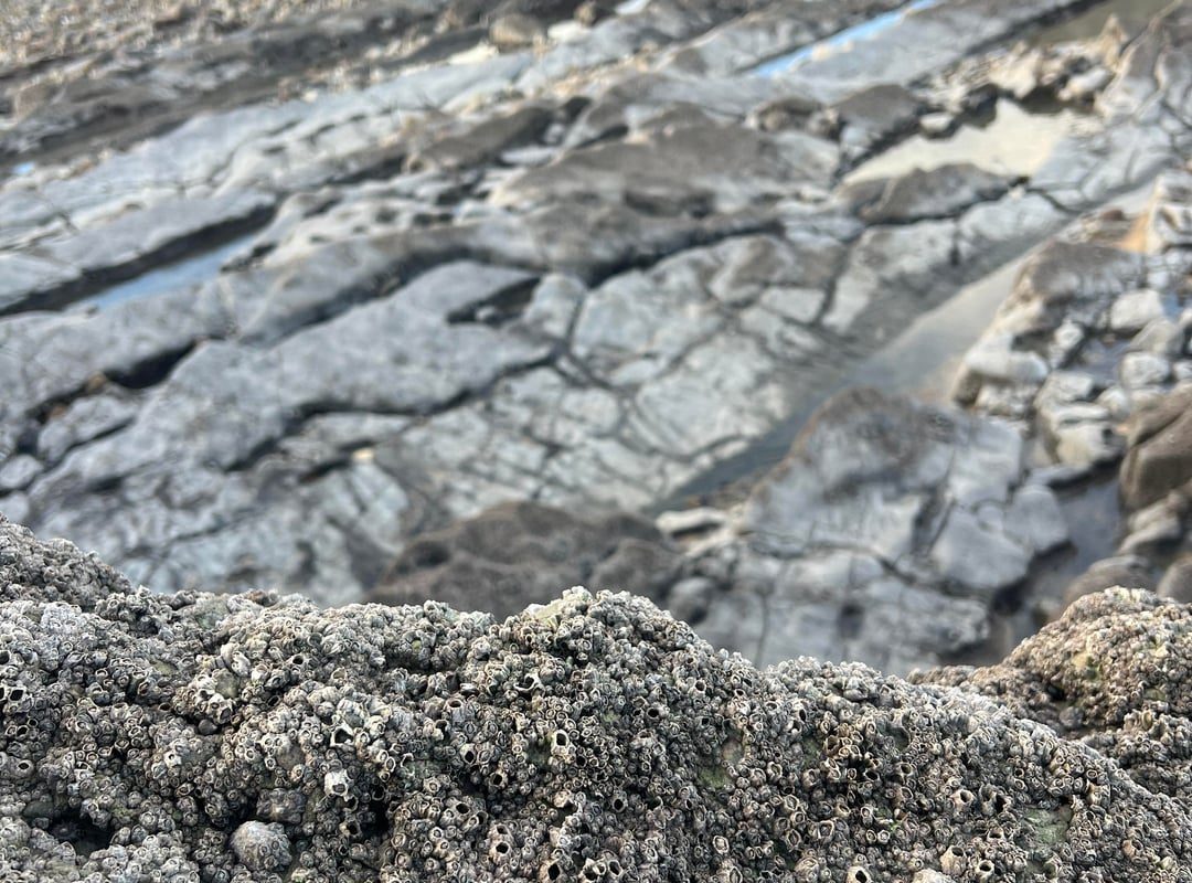 This beach in Gower, Wales is a mass grave for barnacles and mussels that attached themselves to the rock when the tide is high. The entire rocky beach surface is covered, leaving over a million dead barnacles (I counted)