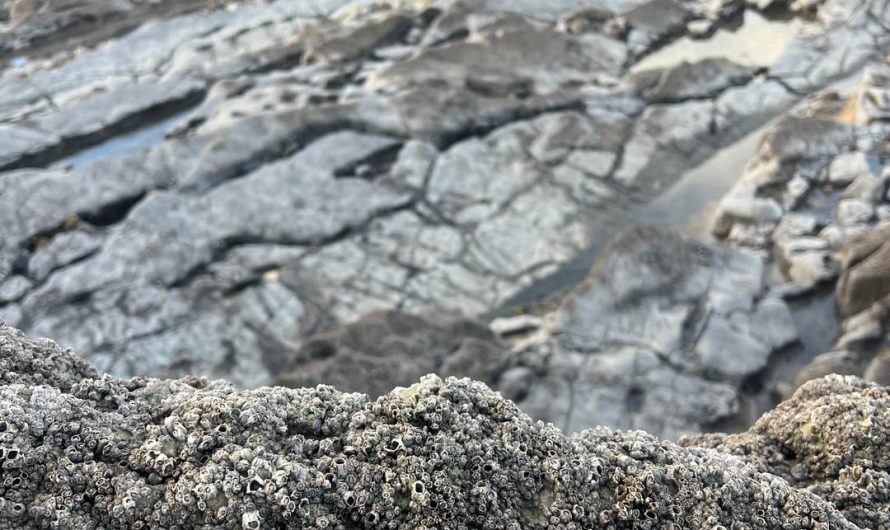 This beach in Gower, Wales is a mass grave for barnacles and mussels that attached themselves to the rock when the tide is high. The entire rocky beach surface is covered, leaving over a million dead barnacles (I counted)