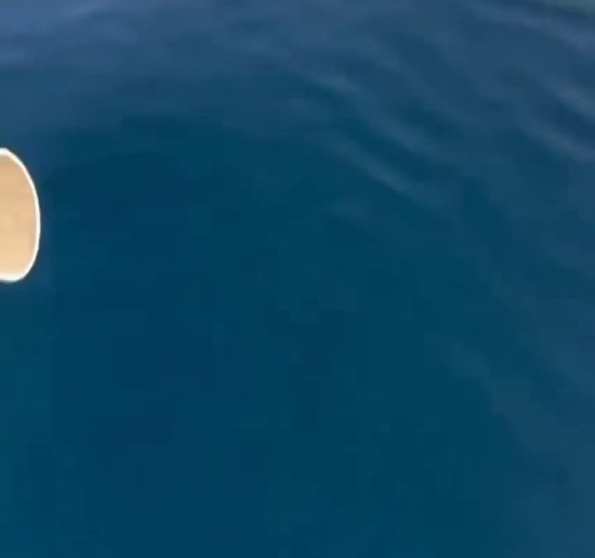 This big fish getting a snack