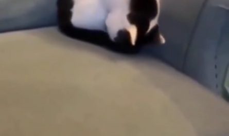 This cat rolling up into a perfect circle.